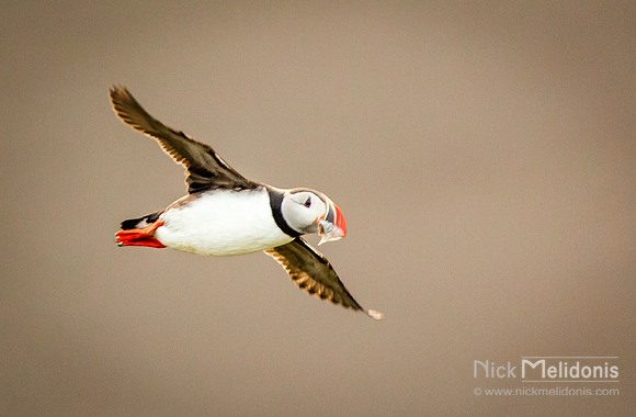 Puffin in Flight