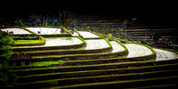Bali Ricefield 3