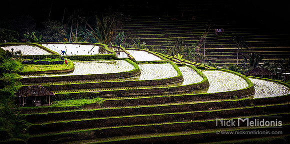 Bali Ricefield 3