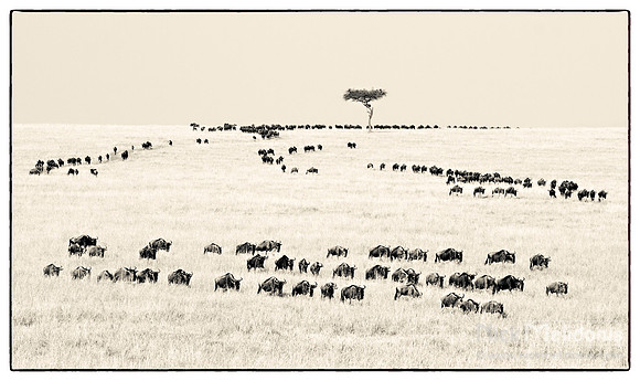 Migration, wildebeest infra red