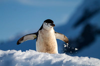 Lone Penguin