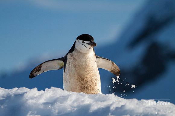 Lone Penguin