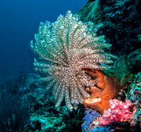 Coral Display 2