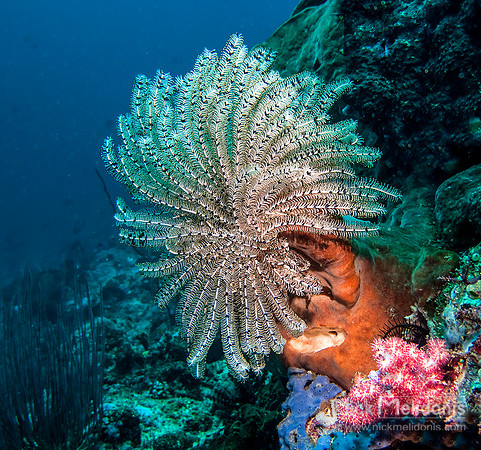 Coral Display 2