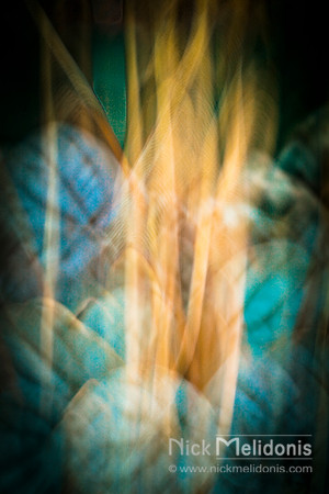 Flower Abstract 2