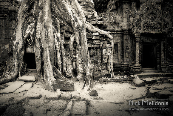 Strangler Figs at Preah Kahn
