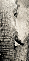 Male Elephant Chobe