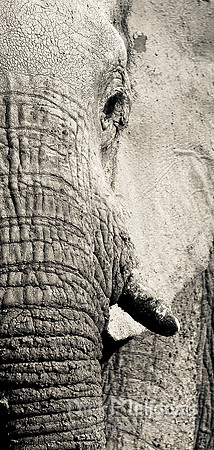 Male Elephant Chobe