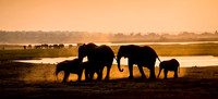 Chobe Elephants 2