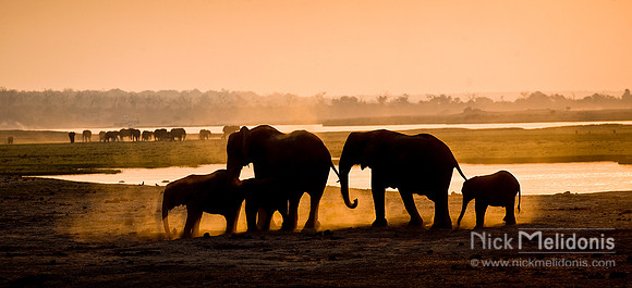 Chobe Elephants 2