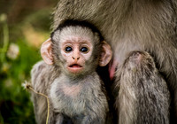 Monkey Etosha
