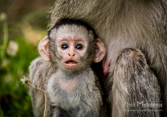 Monkey Etosha
