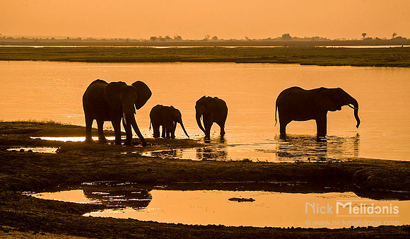 Chobe Elephants