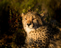 Female Cheetah, Sanbona SA