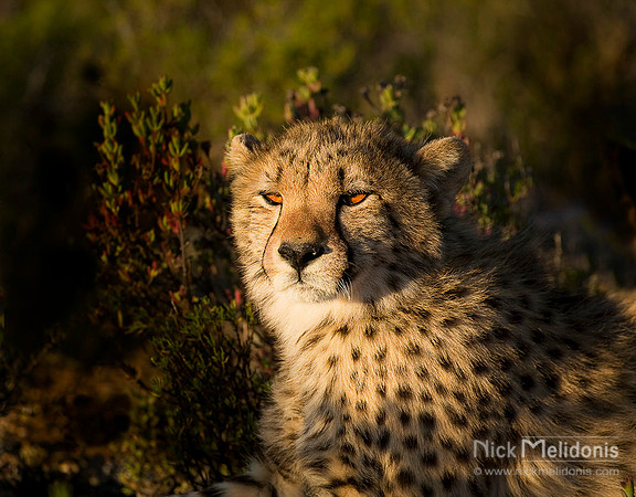 Female Cheetah, Sanbona SA