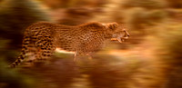 Cheetah