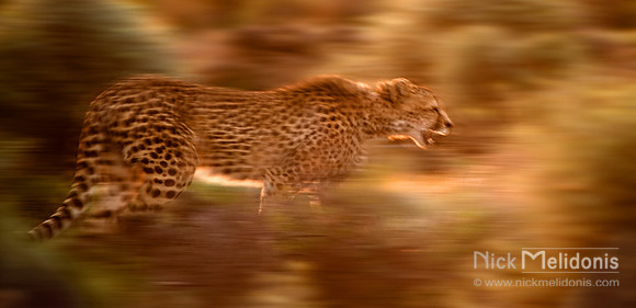 Cheetah