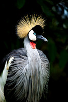 Crowned Crane