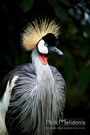 Crowned Crane