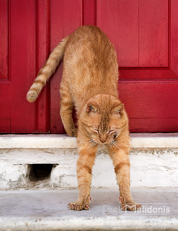 Cat 1