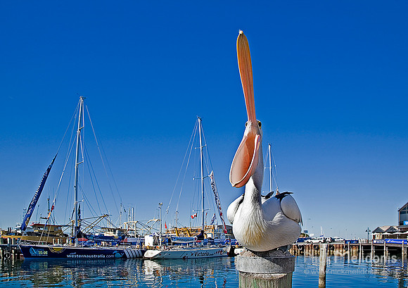 Clippers Fremantle 3
