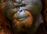 Alpha Male