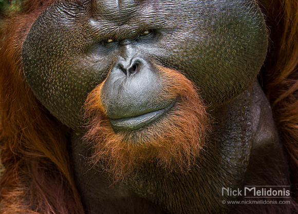 Alpha Male