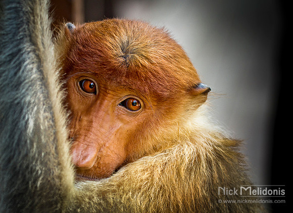 Sleepy Monkey