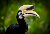Hornbill sarawak