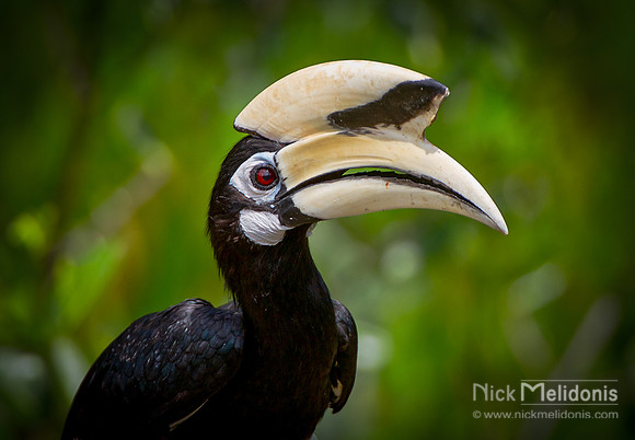 Hornbill sarawak