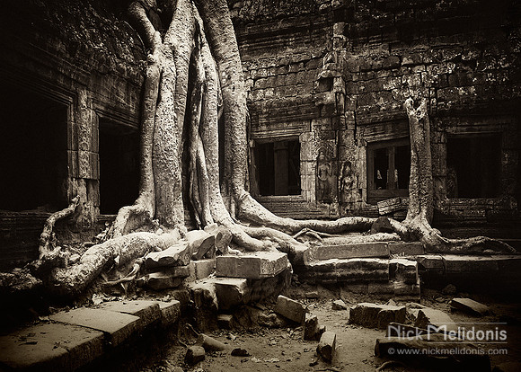 Strangler Figs at Ta Prohm Temple