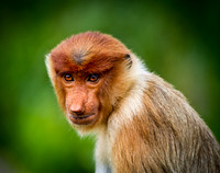 Proboscis Monkey Sabah