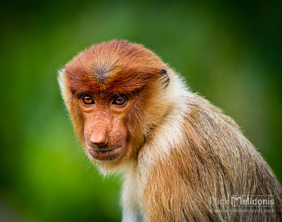 Proboscis Monkey Sabah