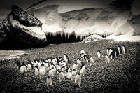 Chinstrap Penguins