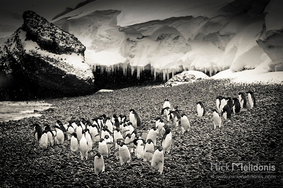 Chinstrap Penguins