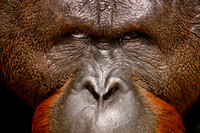Orangutan Male