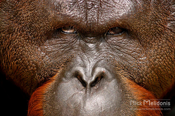 Orangutan Male
