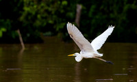 Heron in Flight Sarawak River