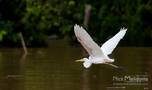 Heron in Flight Sarawak River