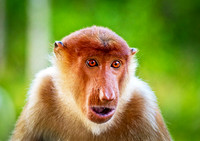 Proboscis Monkey Sabah 2