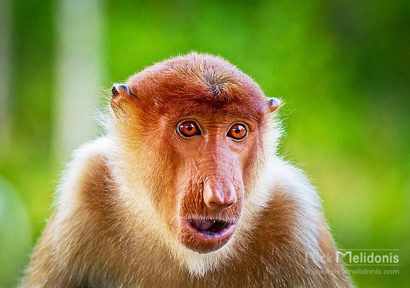 Proboscis Monkey Sabah 2