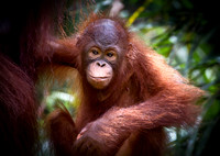Orangutan 1