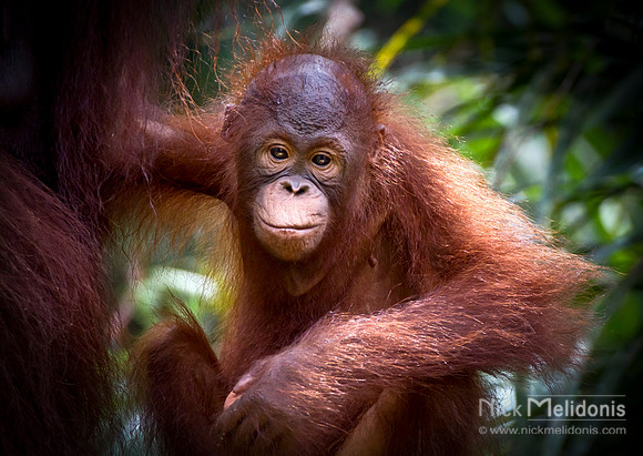 Orangutan 1