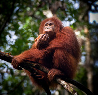 Orangutan 3