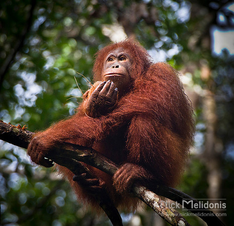 Orangutan 3