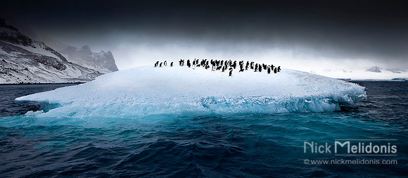 Penguin Hangout