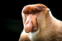 Proboscis Monkey Labuk Bay