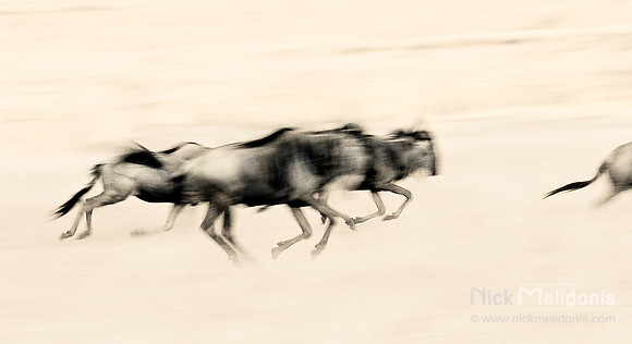Wildebeest abstract 3