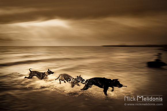 Dogs at South Beach 1