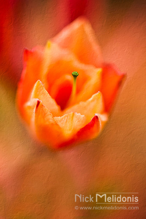 Flower Abstract 1